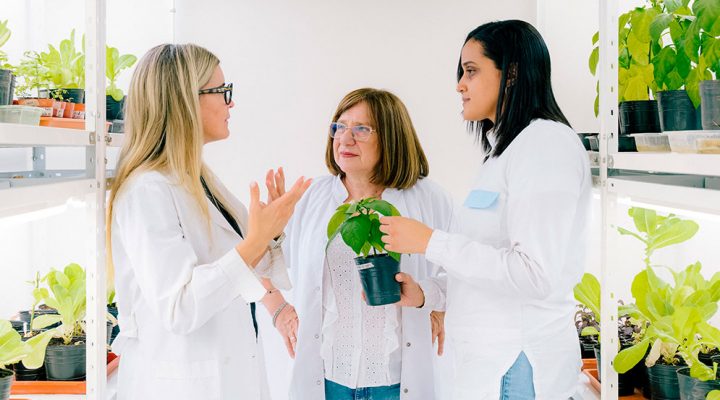 “Junto con mi equipo, hemos identificado genes específicos que hacen que determinadas plantas sean más resilientes. Estamos aplicando ese conocimiento para proteger cultivos más vulnerables. En particular, hemos dedicado nuestro trabajo a ayudar a las plantas a enfrentar el déficit hídrico, las inundaciones, el frío, el anegamiento, las altas temperaturas y otros factores de estrés ambiental”, señala Chan. La investigadora del CONICET, Raquel Chan fue distinguida con el prestigioso premio internacional L’Oréal-UNESCO “Por las Mujeres en la Ciencia”.