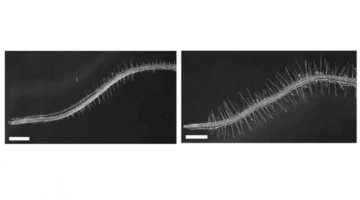 Foto representativa de una raíz sin bacteria (izq.) y una raíz con la presencia de Flavo98 (der.). Se resalta el crecimiento de los pelos radicales. Créditos: Arezoo Rahimi y Salma Balazadeh.