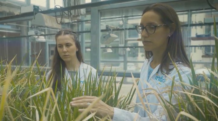 Renata Reinheimer es investigaora del CONICET en el Instituto Agrobiotecnología del Litoral (IAL, CONICET-UNL) y cofundadora y CEO de INFIRA. Creditos: OMPI.