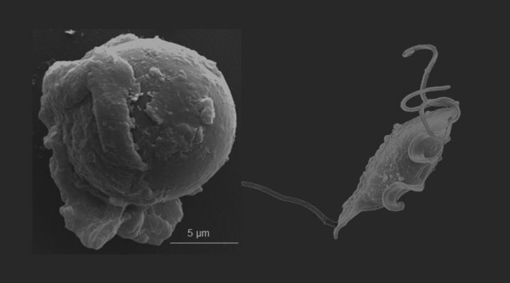 A la izquierda, Tritrichomonas foetus enquistado. A la derecha, en condiciones normales, cuando no está sometido a situaciones de estrés. Foto: gentileza investigadora